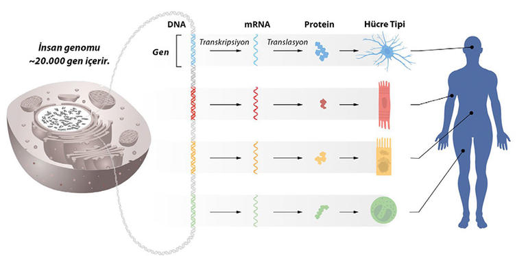 2024 Nobel Fizyoloji veya Tıp Ödülü Genetik bilginin DNA’dan mRNA’ya ve sonra da proteinlere akışını gösteren bir şema. Vücudumuzdaki tüm hücrelerde tıpatıp aynı genetik bilgiye sahip DNA bulunur. Bu da genlerin etkinliğinin, her bir spesifik hücre tipinde sadece doğru genlerin aktif halde olmasını sağlamak üzere hassas bir şekilde düzenlenmesini gerektirir.