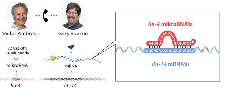 Ambros lin-4’ün çok küçük bir RNA molekülünü, bir mikroRNA’yı kodladığını, herhangi bir protein kodlamadığını keşfetti. Ruvkun da lin-14 genini klonlayarak, yani izole edip çoğaltarak inceledi. İki araştırmacı lin-4 mikroRNA’sının lin-14 mRNA’sındaki tamamlayıcı bir diziye karşılık geldiğini fark etti.
