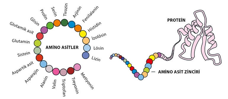 Proteinlerin yapı taşı olan amino asitlerin doğada keşfedilmiş yüzlerce türü bulunsa da tüm canlı organizmalar tarafından kullanılan yirmi çeşit amino asit vardır.