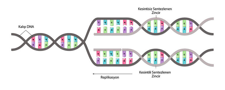 DNA Replikasyonu DNA Replikasyonu