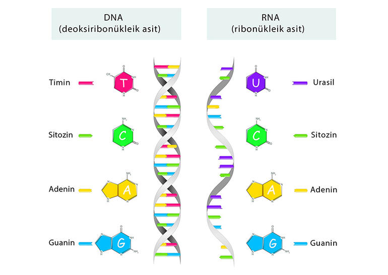 DNA ve RNA'nın Yapısı DNA ve RNA'nın Yapısı