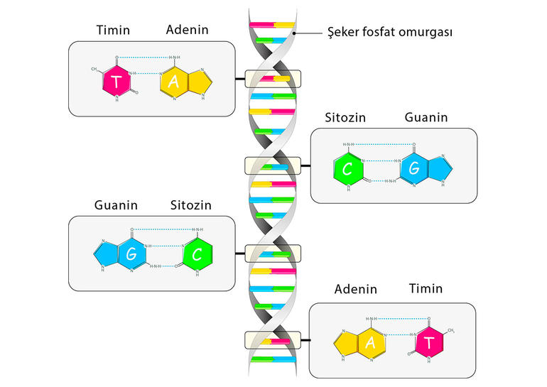 DNA'nın yapısı ve nükleotit zinciri