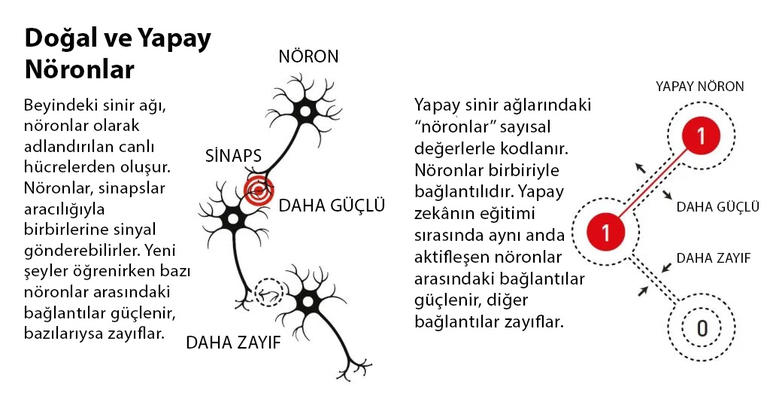 Doğal ve yapay nöronlar