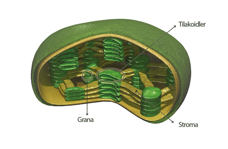 Kloroplastın Yapısı
