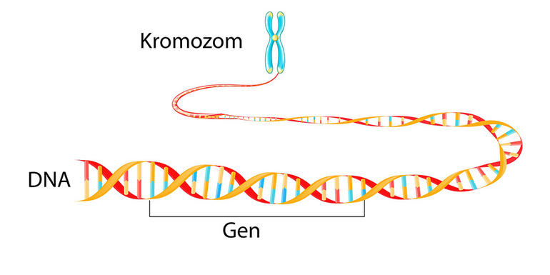 Genler, kromozomlar üzerindeki belirli DNA dizilerine karşılık gelen temel kalıtım birimleridir.