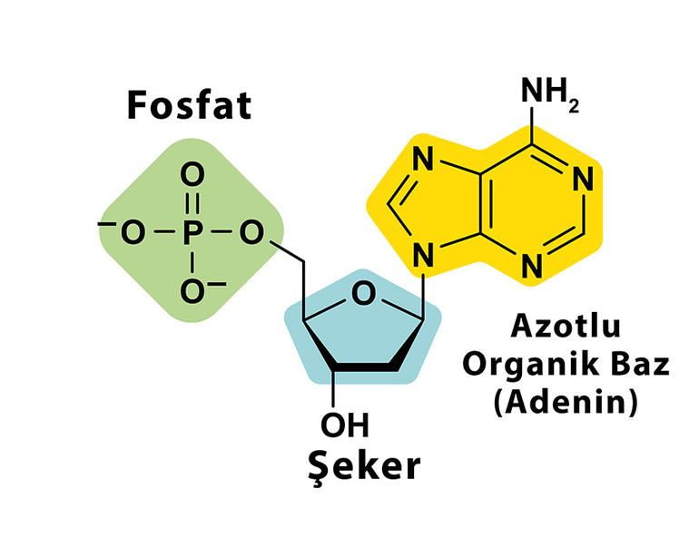 Nükleotidin yapısı Nükleotidin yapısı