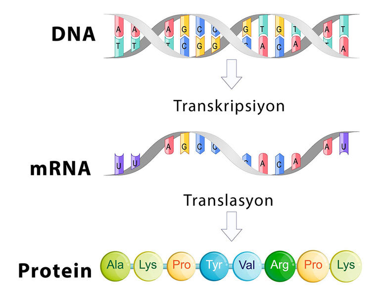 Protein sentezi nasıl gerçekleşir?