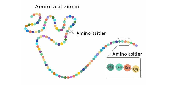 Proteinler, amino asit adı verilen yapı birimlerinin bir zincir gibi uç uca eklenmesiyle oluşur. Proteinler, amino asit adı verilen yapı birimlerinin bir zincir gibi uç uca eklenmesiyle oluşur.