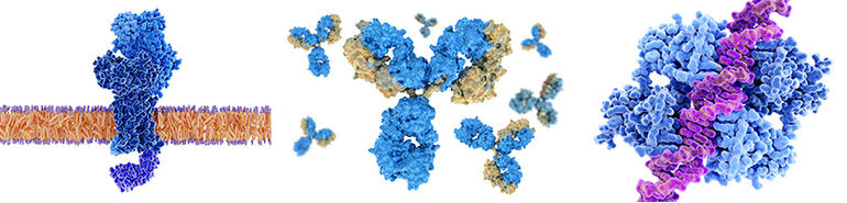 Proteinlerin üç boyutlu yapılarının bilgisayar ortamında oluşturulmuş modellerini gösteren üç örnek. Proteinlerin üç boyutlu yapılarının bilgisayar ortamında oluşturulmuş modellerini gösteren üç örnek.