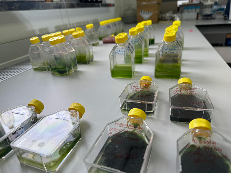 Mikroalglerin uzay ortamında oksijen üretip üretmediklerinin test edildiği UzMAn deneyine ait örnekler, geçtiğimiz aylarda Dünya’ya ulaştı. Mikroalglerin uzay ortamında oksijen üretip üretmediklerinin test edildiği UzMAn deneyine ait örnekler, geçtiğimiz aylarda Dünya’ya ulaştı.