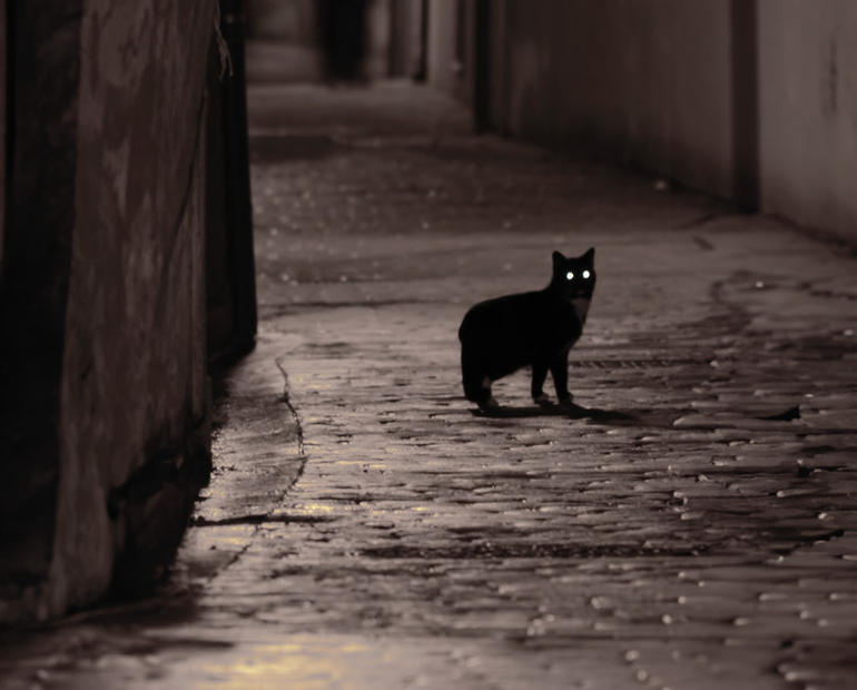 kedi_goz_parlama.jpg