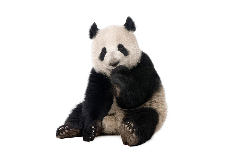 panda_siyah_beyaz_renk.jpg