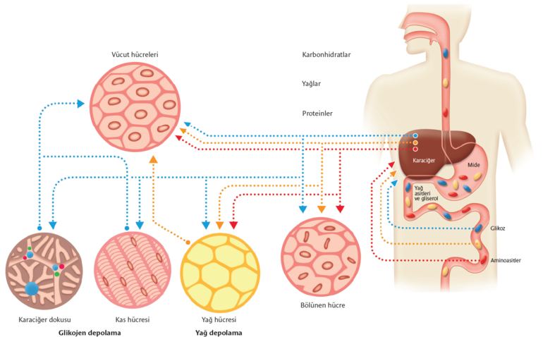 Sindirim sistemi nasıl çalışır? Sindirim sistemi nasıl çalışır?