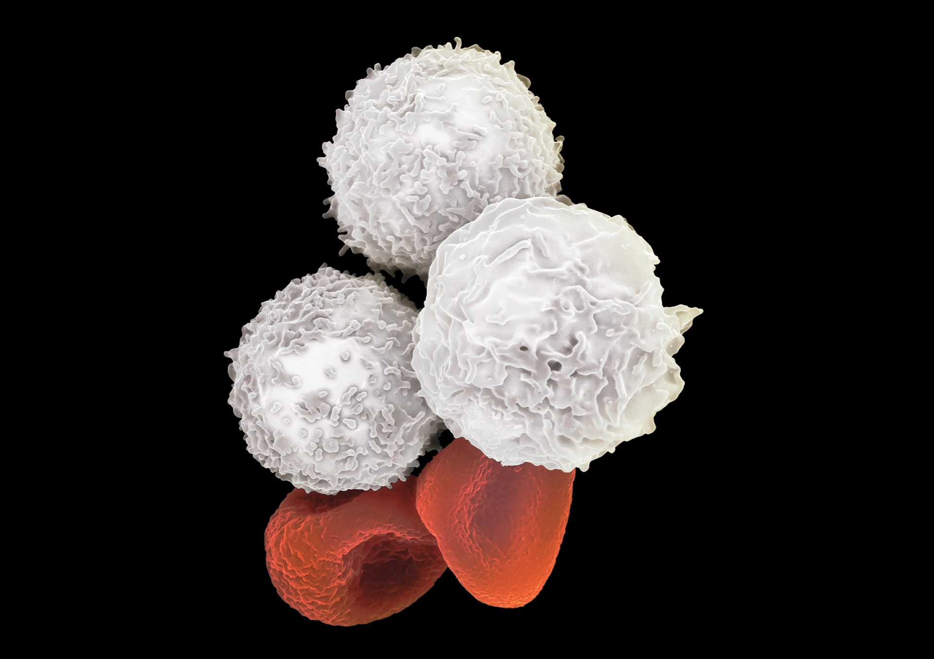 BT Subat 2026 Yazi 2