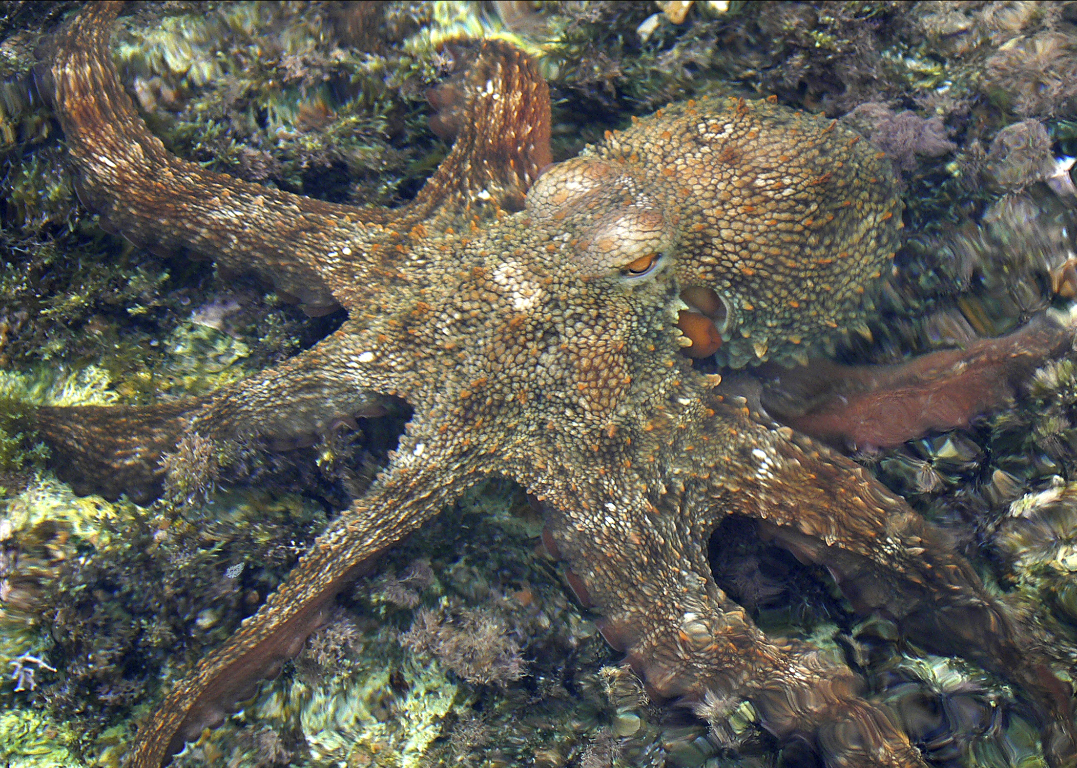 Ahtapotlardan ilham alan akıllı yüzeyler