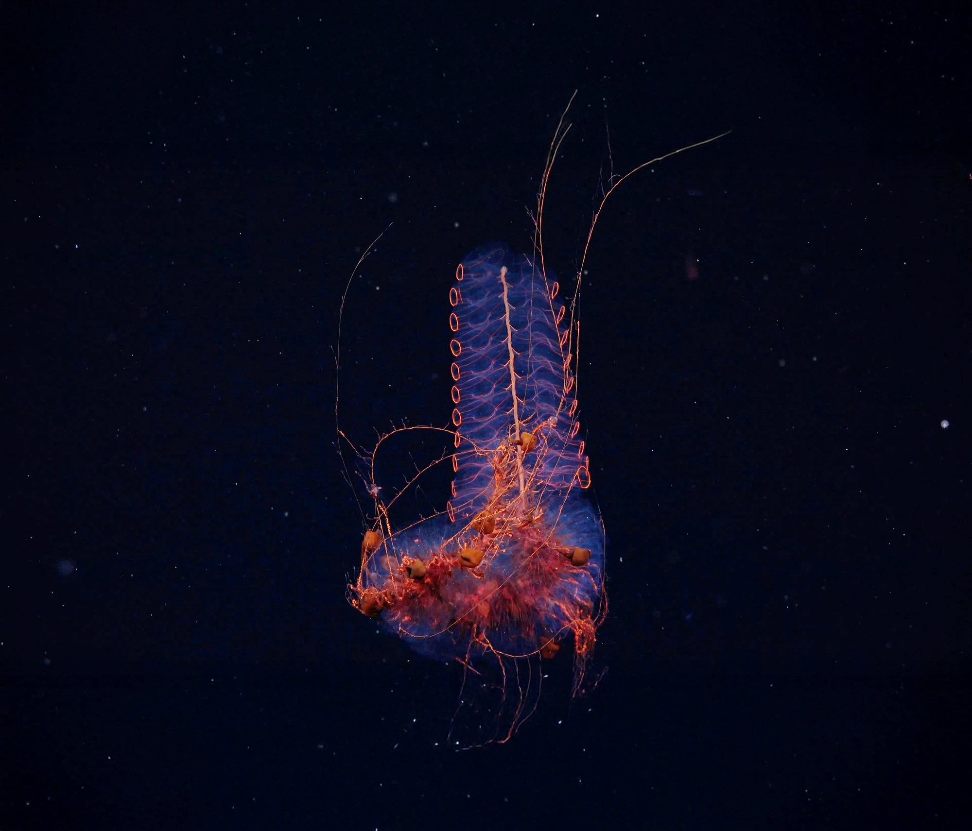 Siphonophore