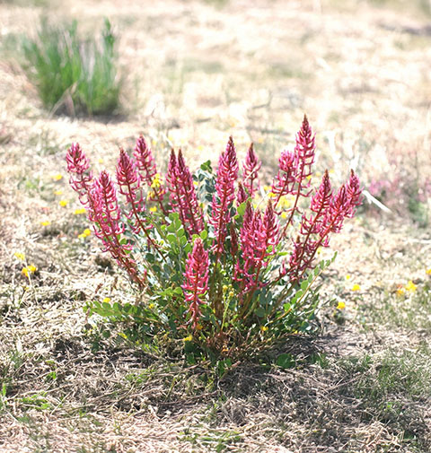 Gürsöğüt geveniAstragalus yildirimlii (Beypazarı, Ankara)