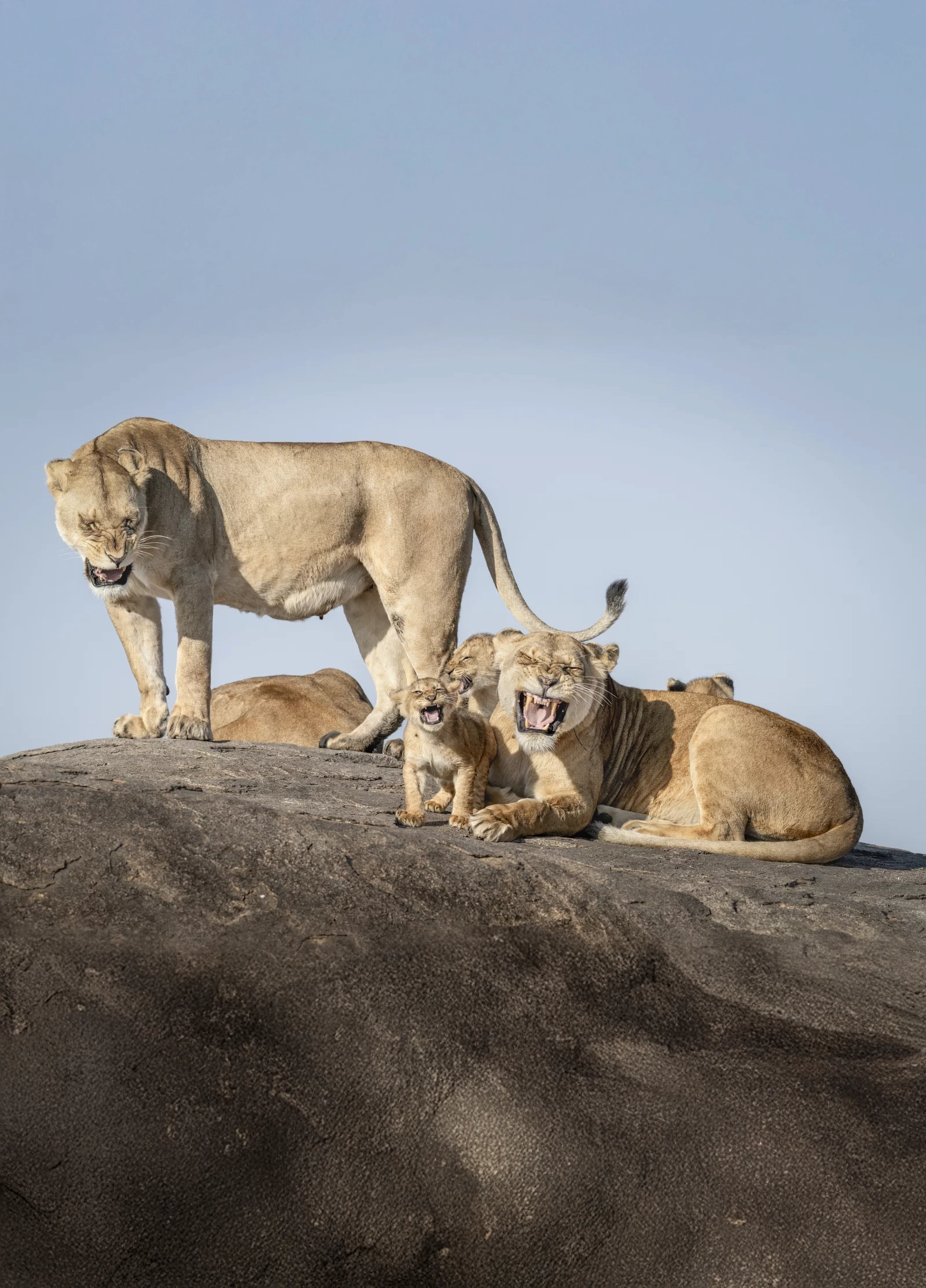 highly commended winner bret saalwaechter i just cant wait to be king 1