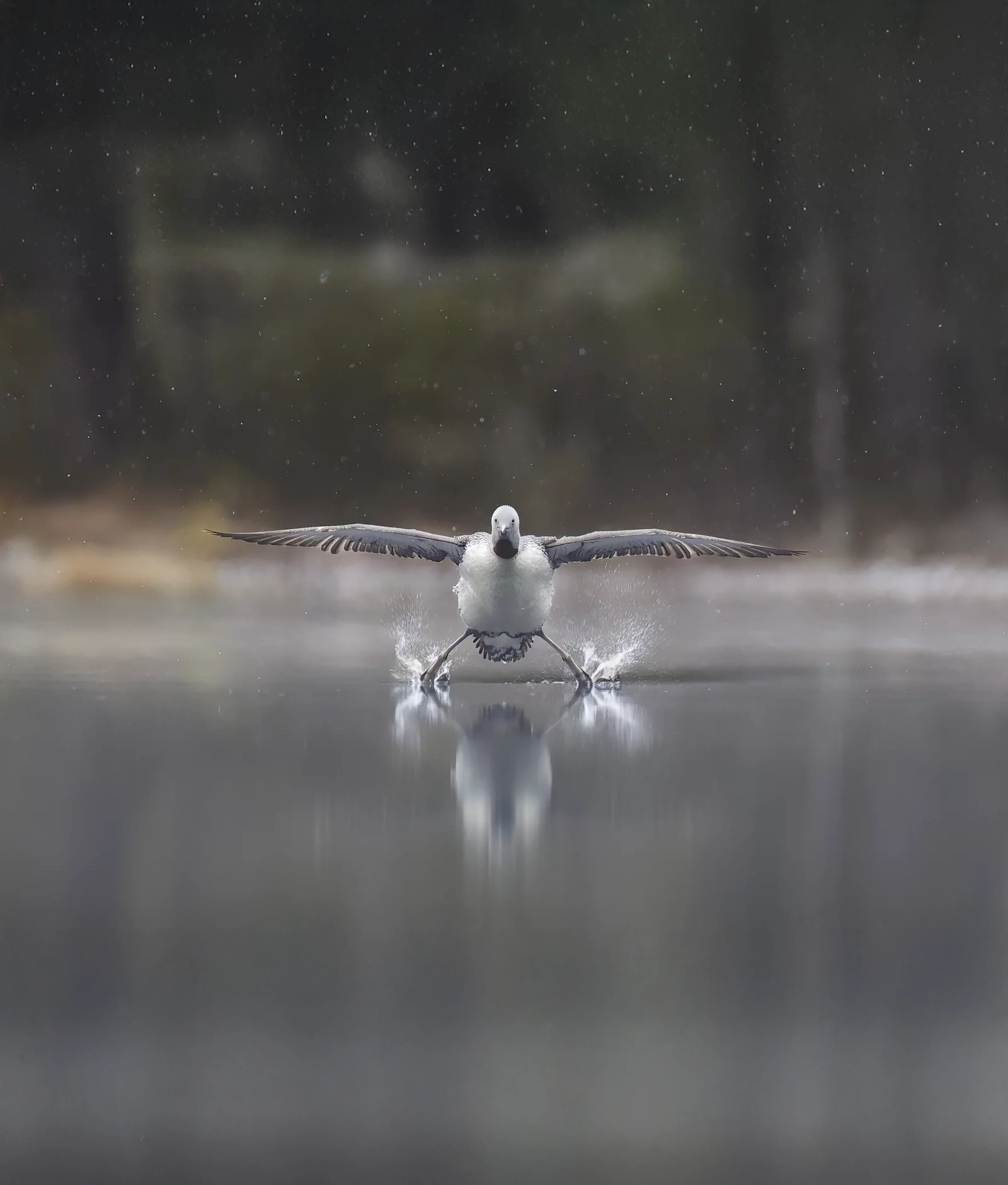 highly commended winner erkko badermann landing gears down 1