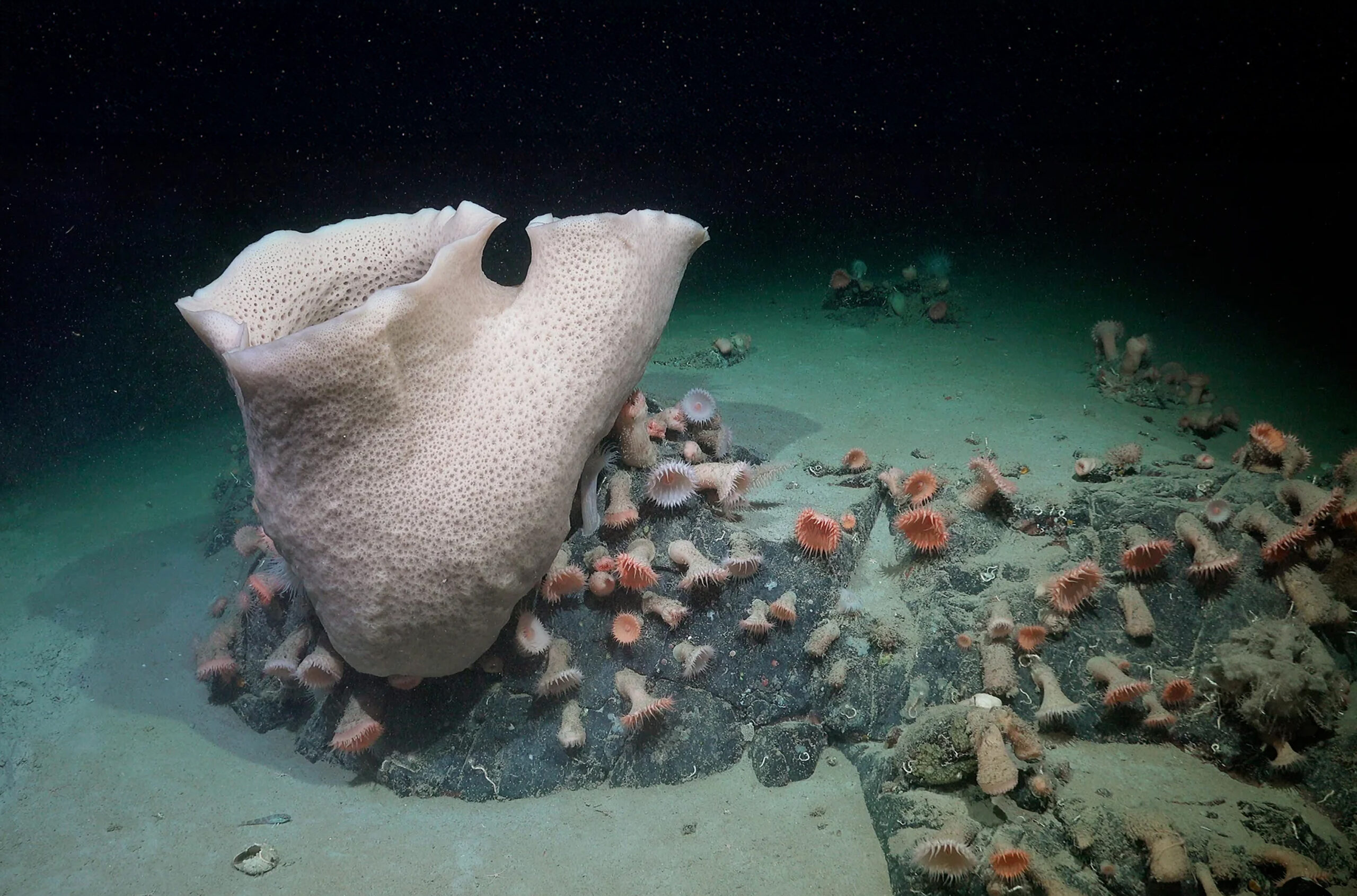 sponges and anemones scaled