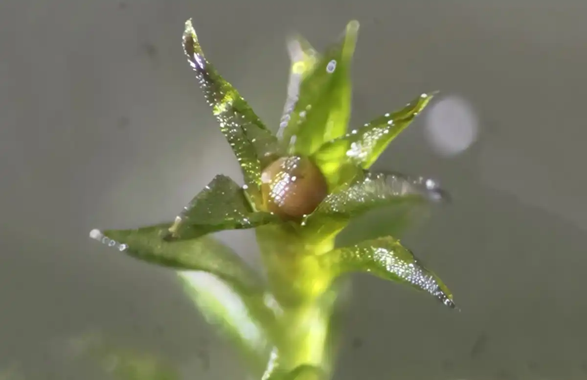 uzaydaki kara yosunlari